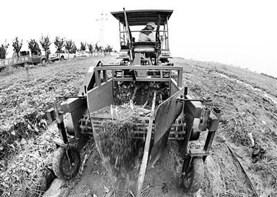 大荔红薯产业机械化模式 提工效、促增收、兴销售